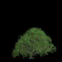 Asset preview